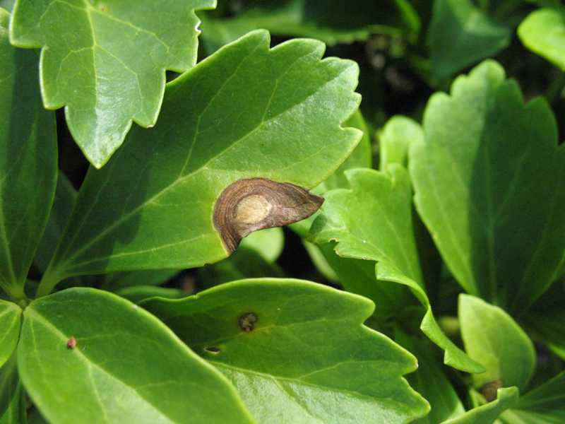 Volutella Blight of Pachysandra